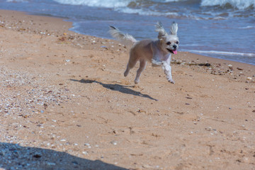 Dog so cute travel at beach, Beige color