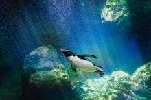Penguin Diving