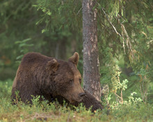 Big Male Bear Lying In In The Forest
