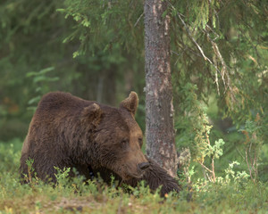 Wall Mural - big male bear lying in in the forest