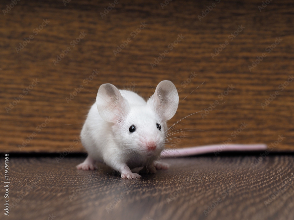 White mouse with red eyes sitting on the floor. Very long pink tail ...