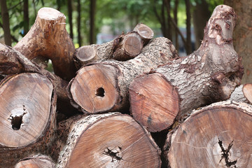 pile of timber is cut out into from forest in illegal loggers.