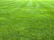 canvas print picture - fresh spring green grass, green grass texture or background