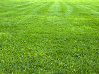 fresh spring green grass, green grass texture or background