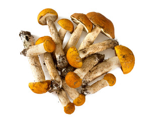 Poster - orange-cap boletus over white