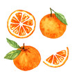watercolor set of orange fruit and slices sketch illustration