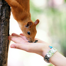 Feeding Red Squirrel