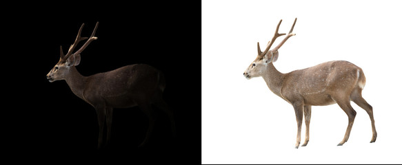 Wall Mural - hog deer on dark and white background