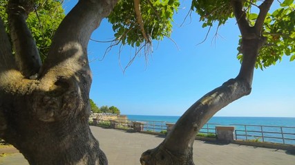 Wall Mural - trees by the sea in Alghero