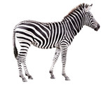 Fototapeta Konie - Young male zebra isolated on white background