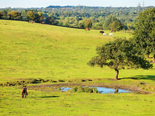 Lovely Pond Inside The Lush Pastures For Grazing Horses