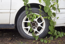 Abandoned Car With Tree Grow On It Tire