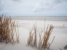Marram Grasses In Dunes On Ameland