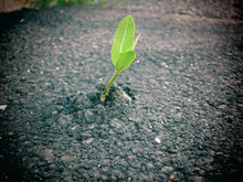 A Young Plant Growing Through Concrete Pavement.