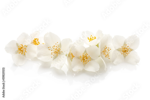 Obraz w ramie Jasmine flowers isolated on white background cutout