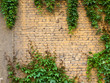 Texture brick wall, background, detailed pattern covered in ivy