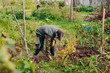 © moshbidon - Farmer on his farm parcel in work clothes harvests potato
