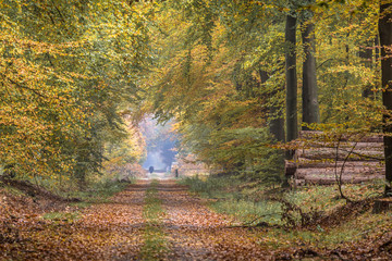 Poster - Autumn lane with towering Beech trees