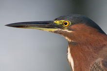 Green Heron Profile In Delaware