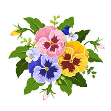 Vector Pink, Yellow And Purple Pansy Flowers Isolated On A White Background.