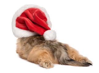 Back view of a funny lying Havanese puppy dog in Christmas hat