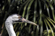 Closeup Side view of a young adult Whooping Crane
