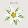 Alpine Edelweiss - detailed vector flower illustration