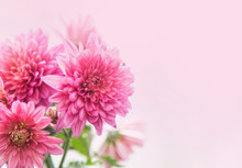 Beautiful Pink Chrysanthemum Flower