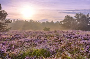 scenic image of sunrise over blooming pink moorland