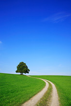 Farm Track Leading Through Green Field Towards An Old Linden Tree On A Hill