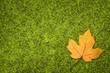 © olegkruglyak3 - Green grass and yellow maple leaf
