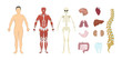 © inspiring.team - Whole human anatomy. All human body systems as skeleton, skin, organs and muscles. Male body.