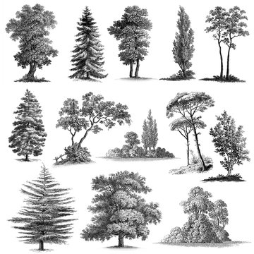 Wall Mural - Set of 13 Hand drawn Vintage Trees