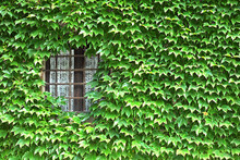 Ivy Facade With Window