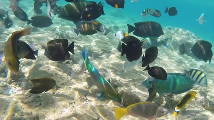 Wall Mural - Underwater footage colorful fish on coral reef, Red sea Egypt. 