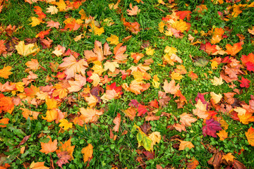Wall Mural - Background of colorful autumnal leaves in the grass