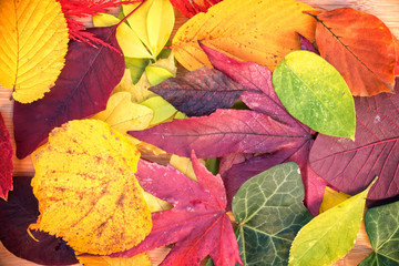 Wall Mural - Background of colorful autumnal leaves close up