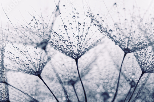 Obraz w ramie Plant seeds with water drops