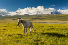 White Horse Grazing On A Green Meadow On A Background Of Mountai