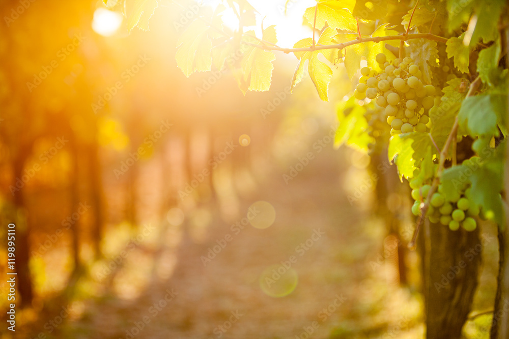 Whites grapes (Pinot Blanc) in the vineyard during sunrise. - obrazy, fototapety, plakaty 