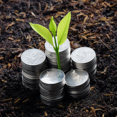 Money growth concept plant growing out of coins