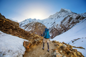 Wall Mural - hiker on the trek in himalayas, annapurna valley, nepal
