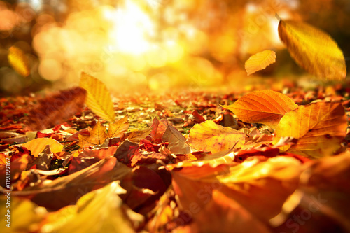 Fotografía Moody escena en otoño con la caída de las hojas y el sol caliente