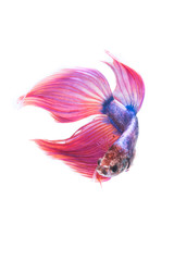 Wall Mural - Siamese betta fish tail movement abstract background