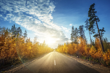 Wall Mural - road in north forest in autumn time