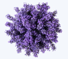 Top View Of A Bouquet Of Lavender Flowers On A White Background. Bunch Of Purple Lavandula Flowers. Photo From Above.