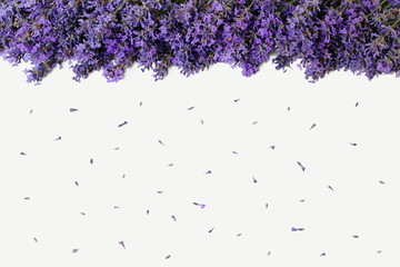 Top view of an edge formed of lavender flowers on a white background. Floral background with purple flowers of lavandula. Photo from above.