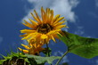 Kwiaty słonecznika na tle niebieskiego nieba 