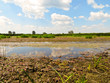 Dnieper marshes not far from Kremenchuk