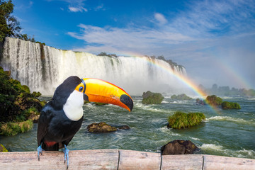 Toucan at the majestic cataratas Iguasu Falls